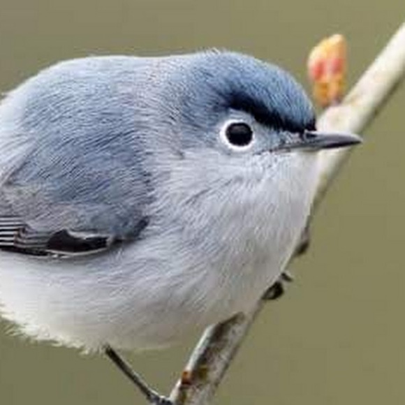 Meet your Posher, Jayna - Picture 1 of 1